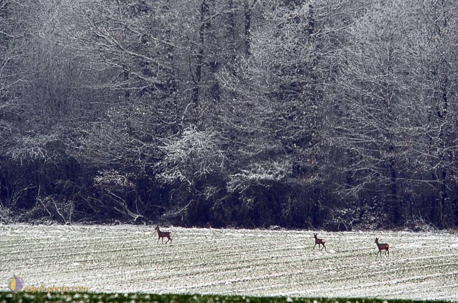 Nom de l'image : D30038052_1_(c)Norbert-JUNG — Description :